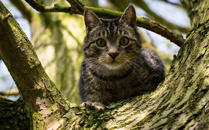 Черные полосы кот в дереве обои,s изображение