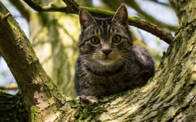 Черные полосы кот в дереве