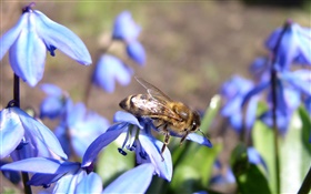 Синие цветы, пчелы HD обои