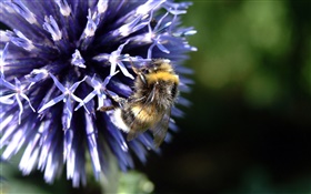 Синие лепестки цветка, пчела, насекомое, боке HD обои