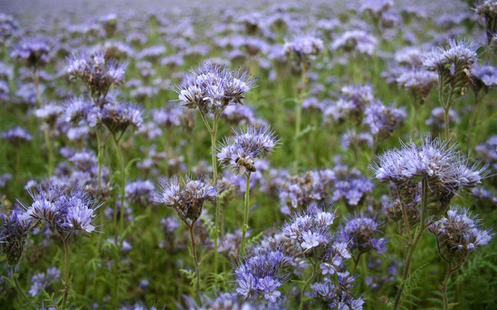 Синий полевые цветы, пчелы, весна обои,s изображение