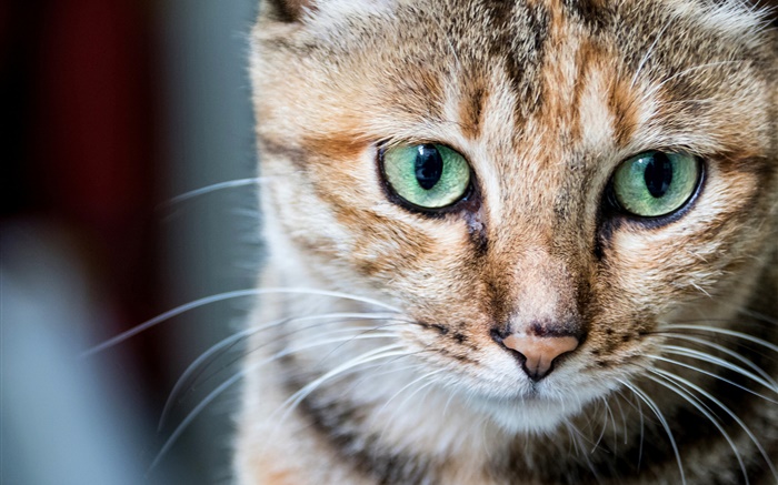 портрет Cat, зеленые глаза, усы обои,s изображение