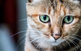 портрет Cat, зеленые глаза, усы HD обои