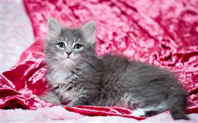 Симпатичные серый котенок, красный фон