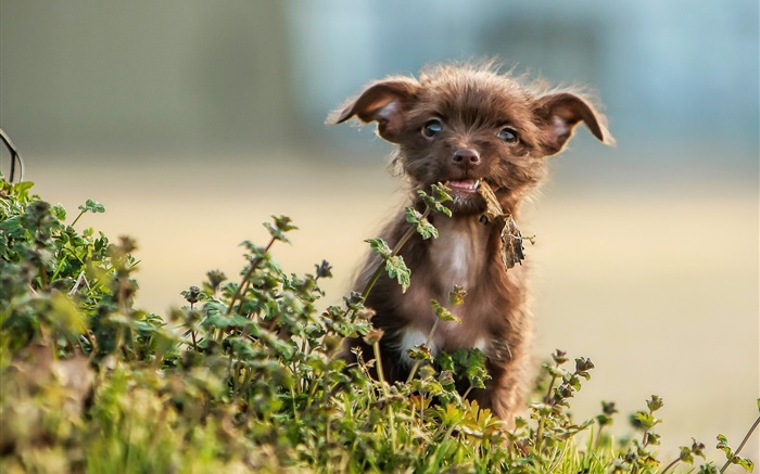 Милый щенок, трава, боке обои,s изображение