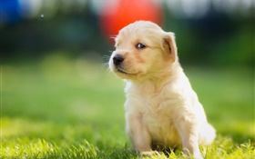 Милый щенок в траве, золотистый ретривер