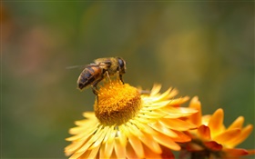 Дейзи, желтые цветы, пестик, пчела HD обои