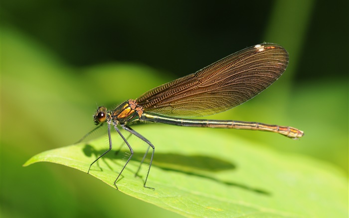 Dragonfly крупным планом, зеленый лист, насекомое обои,s изображение