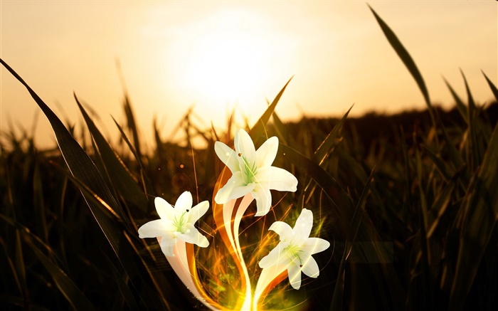 Цветы, растения, трава, солнце, творческие фотографии обои,s изображение