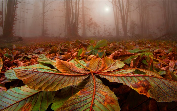 Лес, деревья, туман, листья, земля, рассвет обои,s изображение