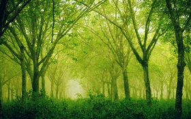 Лес, деревья, зеленый стиль HD обои