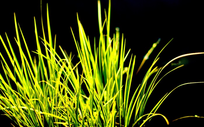 Зеленая трава, солнце, черный фон обои,s изображение