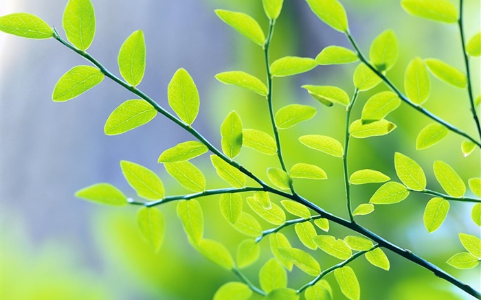 Зеленые листья, ветви, боке, весна обои,s изображение