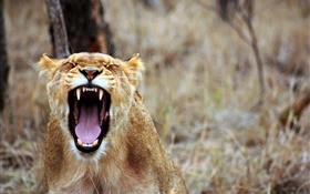 Лев зевать, острые зубы