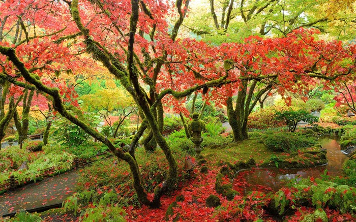 Кленовые деревья, парк, осень, остров Ванкувер, Канада обои,s изображение