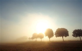 Утро, рассвет, деревья, поля, туман, восход солнца