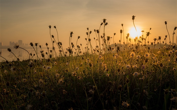 Утро, трава, восход обои,s изображение