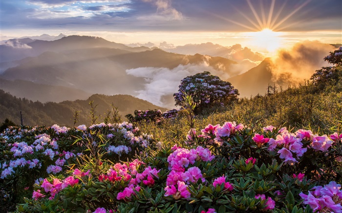 Утренний пейзаж, восход, горы, цветы, облака обои,s изображение