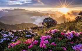 Утренний пейзаж, восход, горы, цветы, облака HD обои