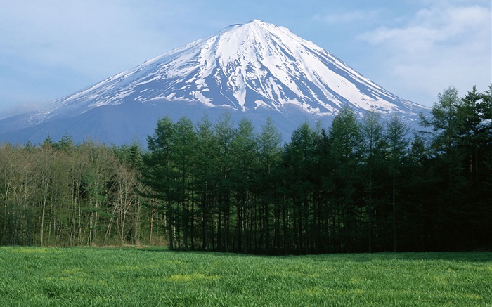 Гора Фудзи, снег, лес, трава, Япония обои,s изображение