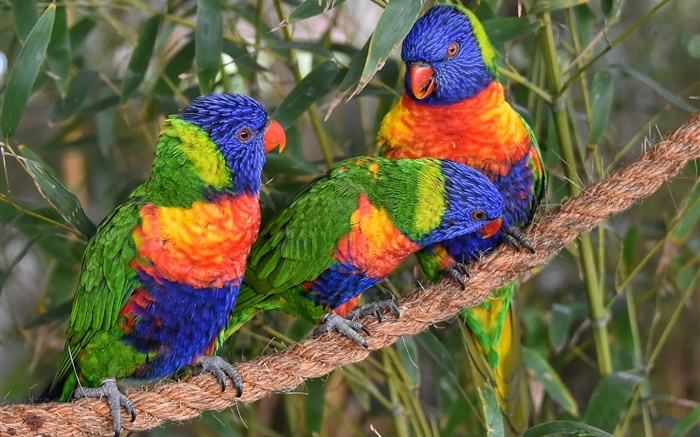 Многоцветный Lorikeet, попугаи, три птицы обои,s изображение