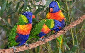 Многоцветный Lorikeet, попугаи, три птицы HD обои