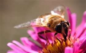 Розовые лепестки цветка, пчела насекомое, пестик HD обои
