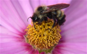 Розовые лепестки цветка, пестик, пчела насекомых крупным планом