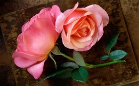 Розовые розы, стебель, лист HD обои