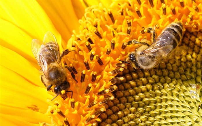Пестик, подсолнечника, пчелы обои,s изображение