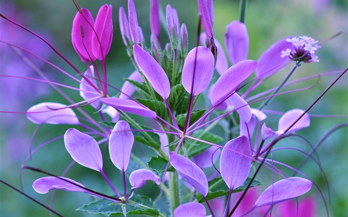 Завод макро, листья, фиолетовые цветы обои,s изображение