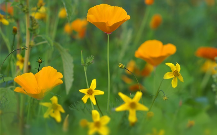 Мака цветы, желтые полевые цветы, трава обои,s изображение