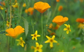 Мака цветы, желтые полевые цветы, трава HD обои