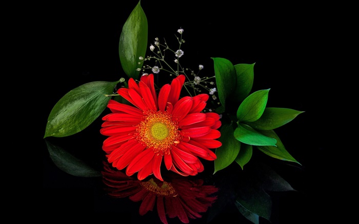 Красная гербера, цветок крупным планом, лепестки обои,s изображение