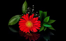 Красная гербера, цветок крупным планом, лепестки
