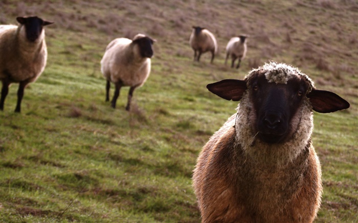 Овцы, луг, животных крупным планом обои,s изображение