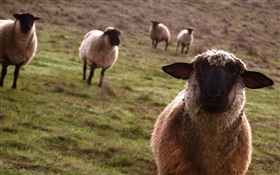 Овцы, луг, животных крупным планом HD обои