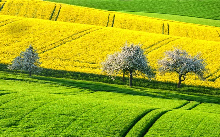 Весна поле красивый рапсовое, желтый и зеленый, деревья, Германия обои,s изображение