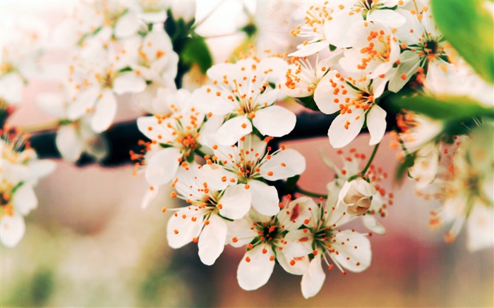 Весенние цветы цветение, ветки, боке обои,s изображение
