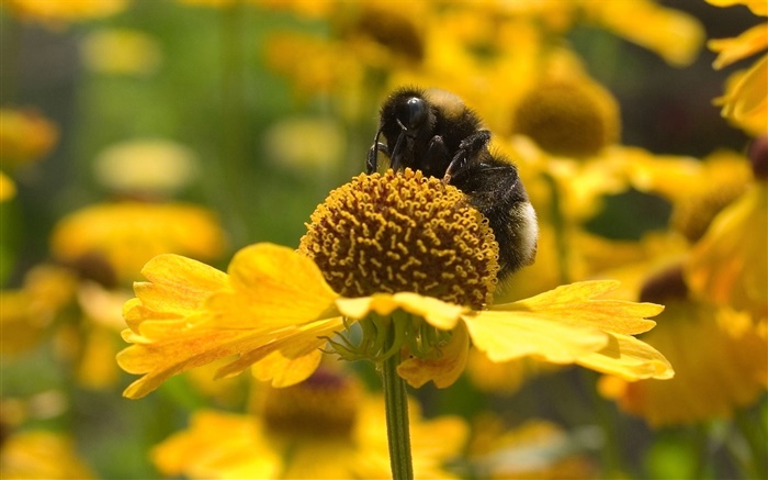 Весна, желтые цветы, пчелы, насекомые обои,s изображение
