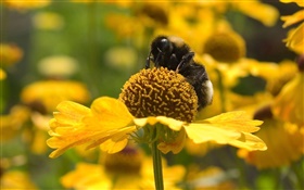Весна, желтые цветы, пчелы, насекомые HD обои