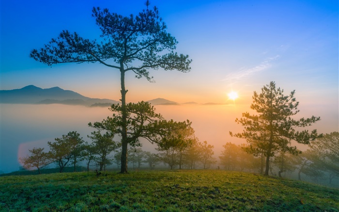 Восход утро, рассвет, сосны, туман, горы обои,s изображение