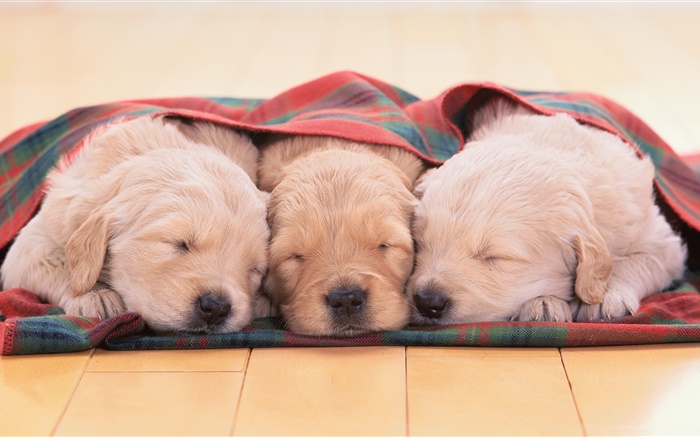 Три щенки спальные обои,s изображение