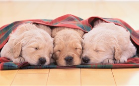 Три щенки спальные HD обои