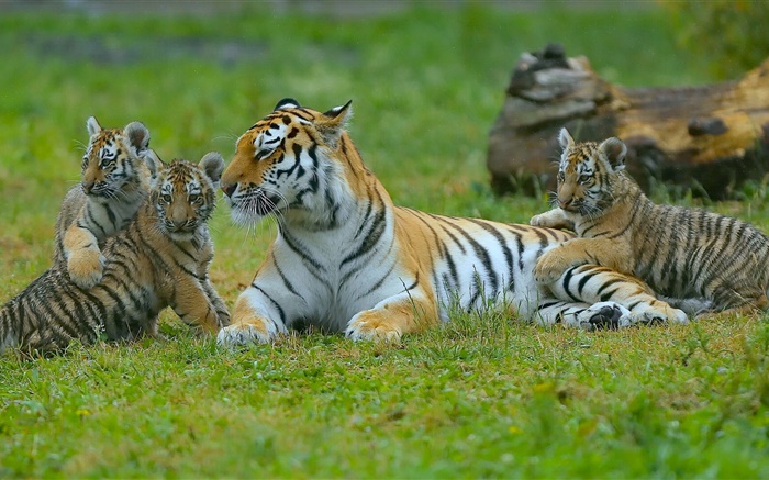 Тигры семьи, трава, большие кошки обои,s изображение
