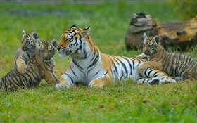 Тигры семьи, трава, большие кошки