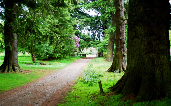 Деревья, дороги, трава, лето обои,s изображение
