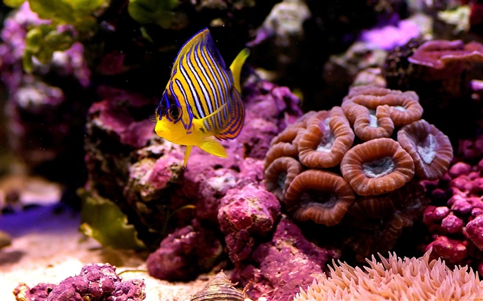 Тропические рыбы-клоуна, вода, кораллы обои,s изображение