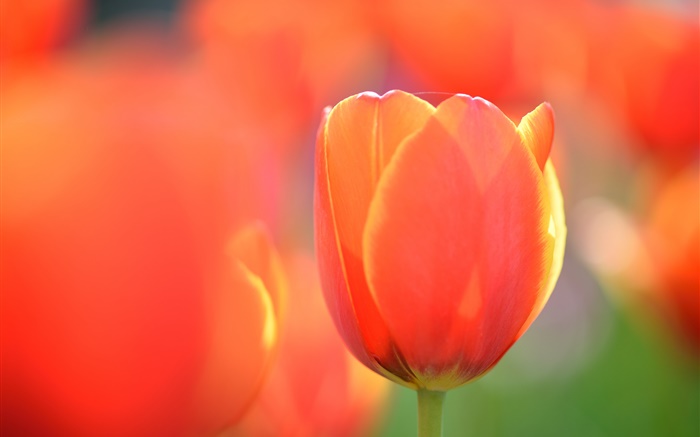 Тюльпан макросъемки, оранжевый цветок обои,s изображение