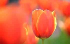 Тюльпан макросъемки, оранжевый цветок HD обои